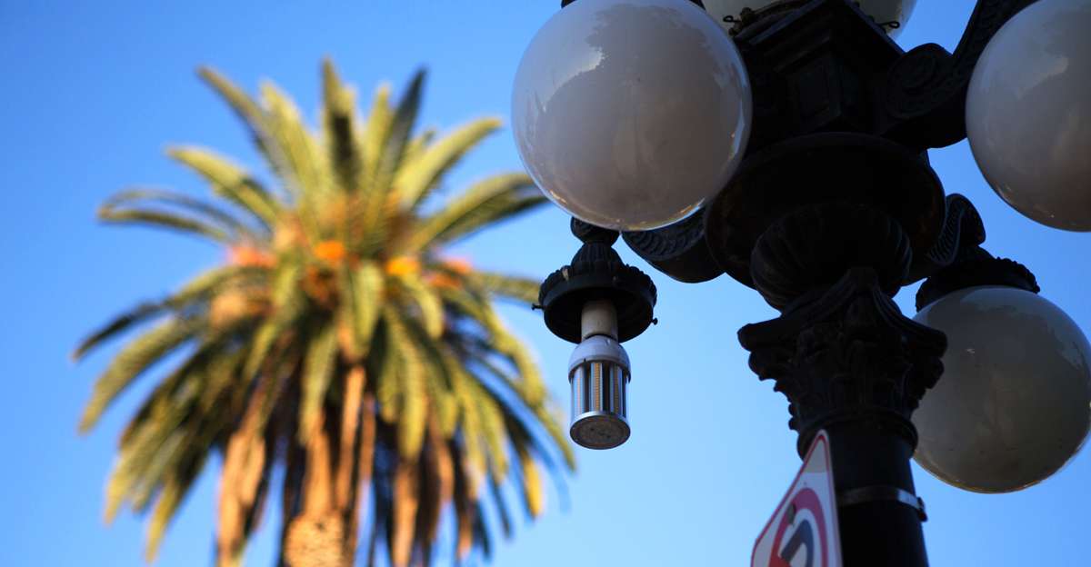 City of Los Angeles - Carroll Avenue TGS LED streetlight in the daytime with a palm tree in the background